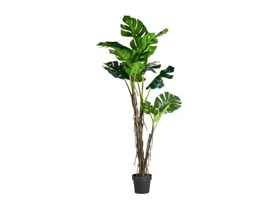 PLANTA MONSTERA | Tienda