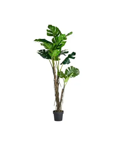 PLANTA MONSTERA | Tienda