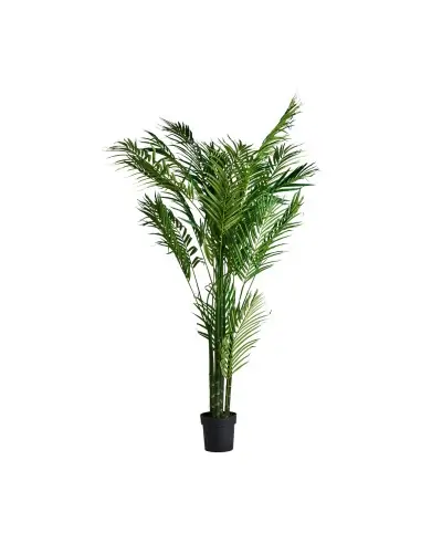 PLANTA PALMERA | Tienda