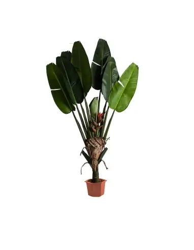 PLANTA PARADISE | Tienda