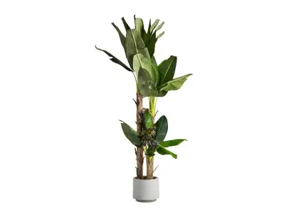 PLANTA PLATANERO | Tienda