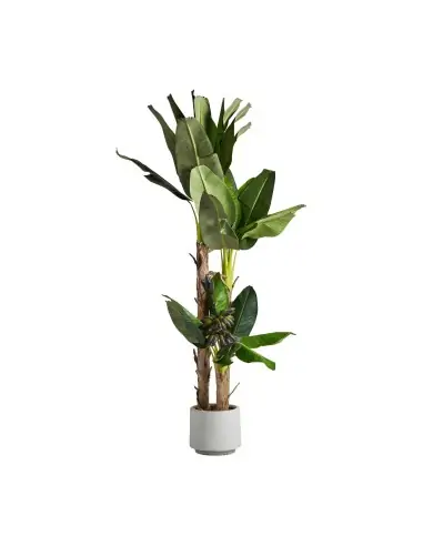 PLANTA PLATANERO | Tienda