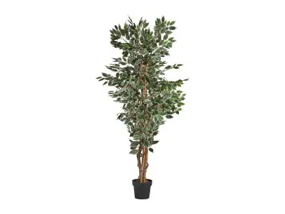 PLANTA FICUS | Tienda