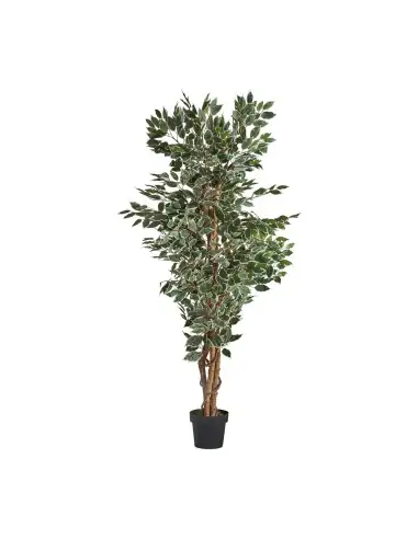 PLANTA FICUS | Tienda