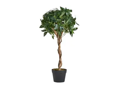 PLANTA LAUREL | Tienda