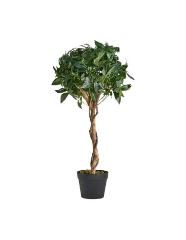 PLANTA LAUREL | Tienda