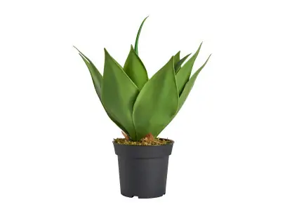 PLANTA LOTUS | Tienda