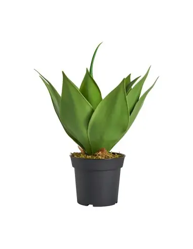 PLANTA LOTUS | Tienda