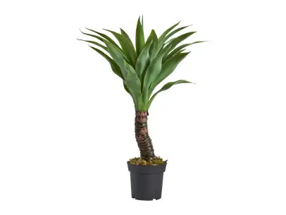 PLANTA YUCCA | Tienda