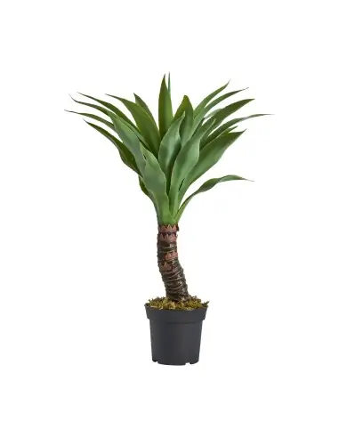 PLANTA YUCCA | Tienda