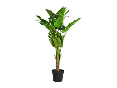 PLANTA MONSTERA | Tienda