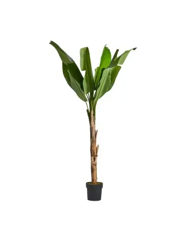 PLANTA BANANERA | Tienda