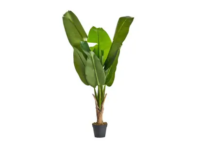 PLANTA BANANERA 2 | Tienda