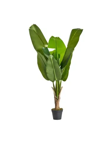 PLANTA BANANERA 2 | Tienda