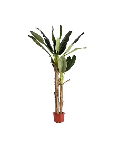 PLANTA BANANERO | Tienda