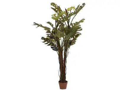 PLANTA SPLIT PHILO | Tienda