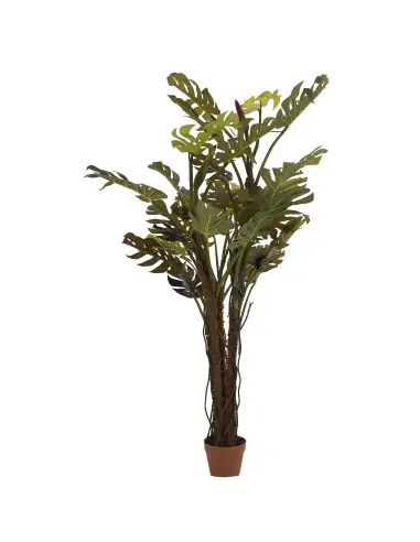 PLANTA SPLIT PHILO | Tienda