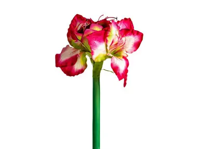 FLOR AMARYLLIS | Tienda