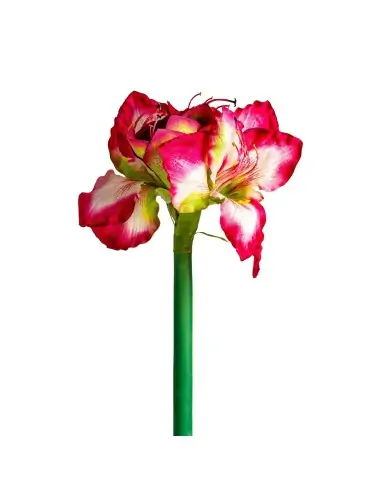 FLOR AMARYLLIS | Tienda