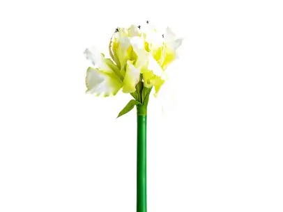 FLOR AMARYLLIS 2 | Tienda