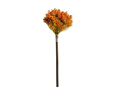 PLANTA ALLIUM | Tienda